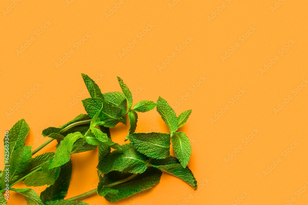 Fresh mint twigs on color background