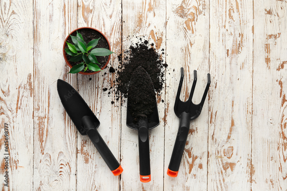 Gardening tools and succulent plant on white wooden background