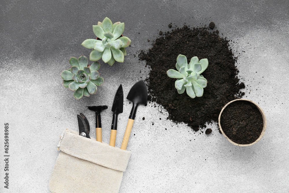 Gardening tools, succulent plants and soil on grey background