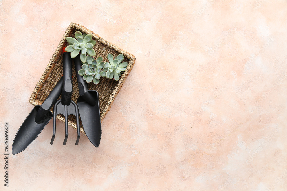 Gardening tools and succulent plants in wicker basket on beige background