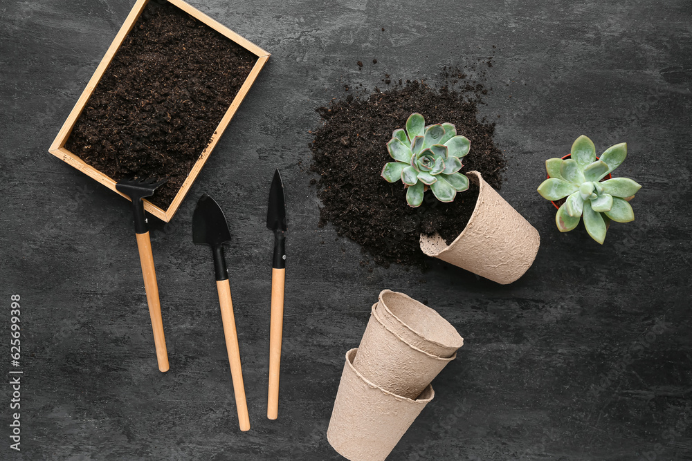 Gardening tools, peat pots with soil and succulent plants on black background