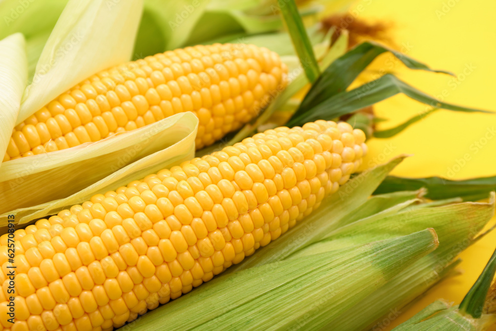 Fresh corn cobs on yellow background