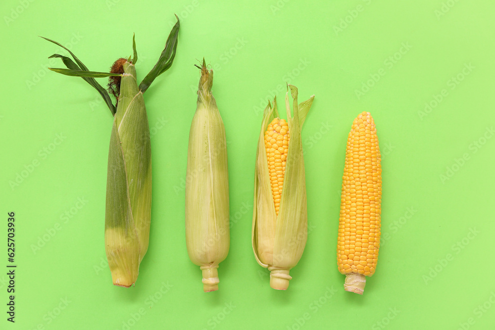 Fresh corn cobs on green background