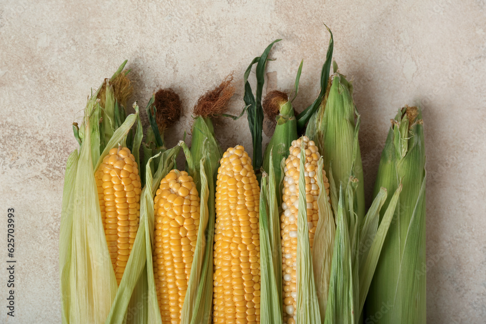 Fresh corn cobs on white background