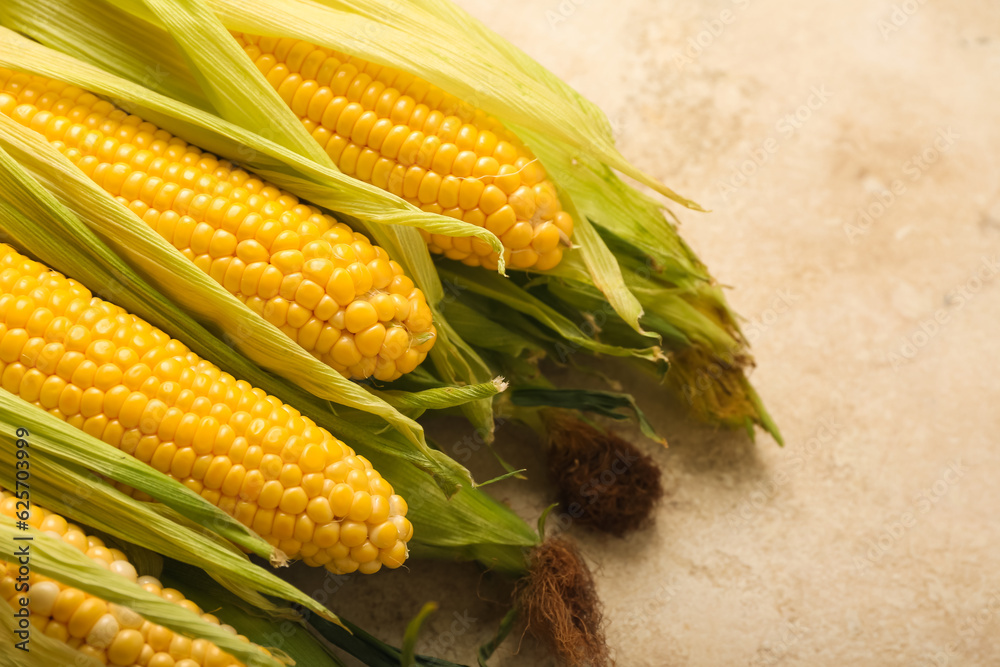 Fresh corn cobs on white background