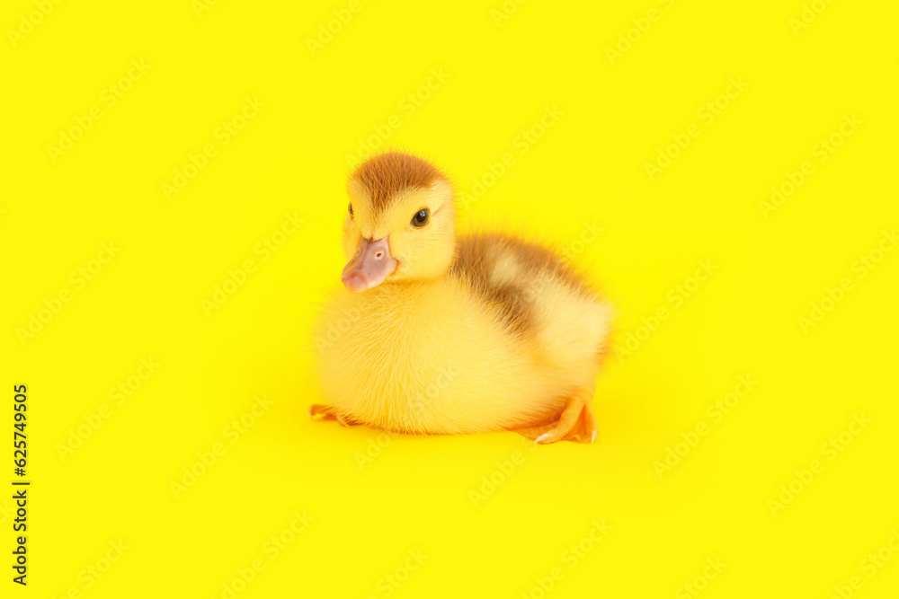 Cute duckling on yellow background