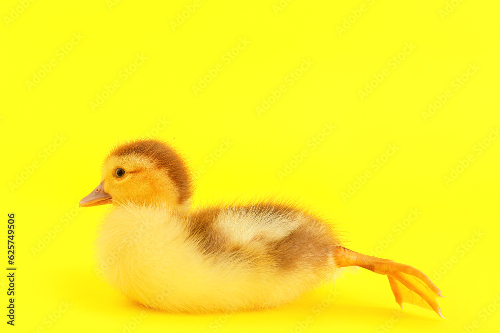 Cute duckling on yellow background