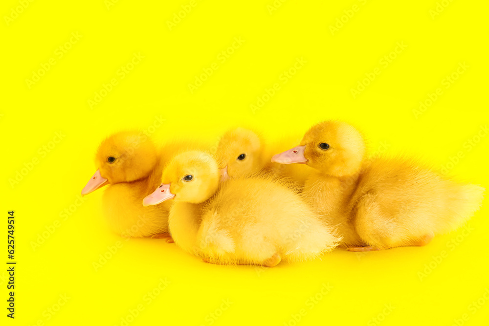 Cute ducklings on yellow background