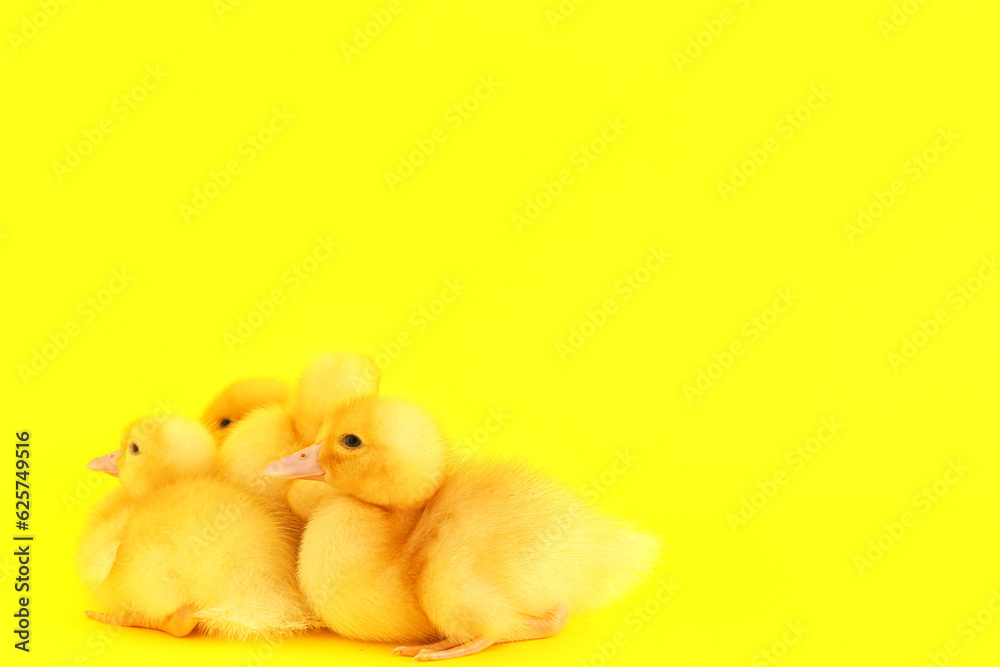 Cute ducklings on yellow background