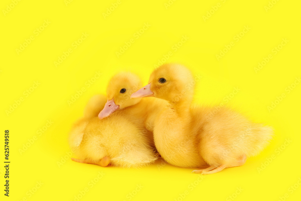 Cute ducklings on yellow background