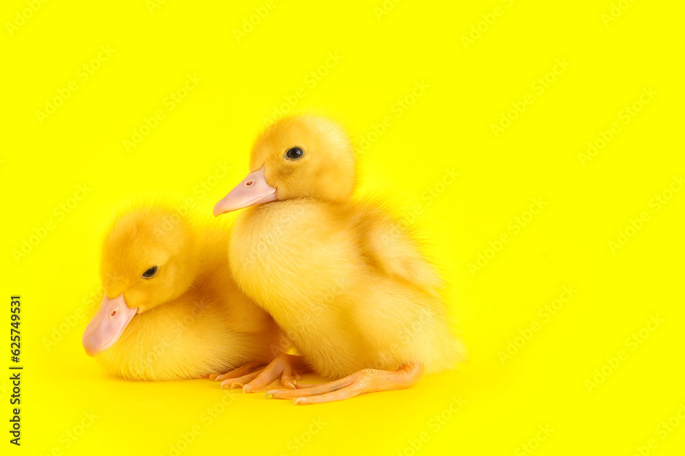 Cute ducklings on yellow background