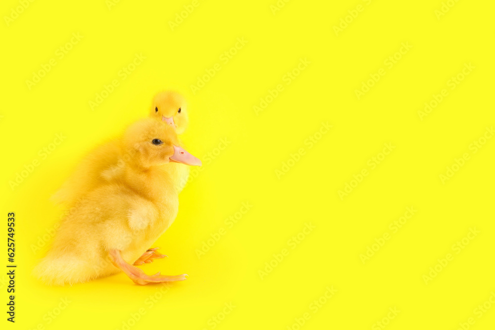 Cute ducklings on yellow background