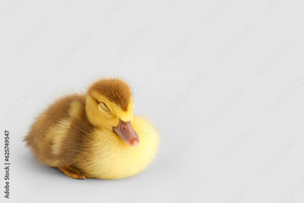 Cute duckling on grey background