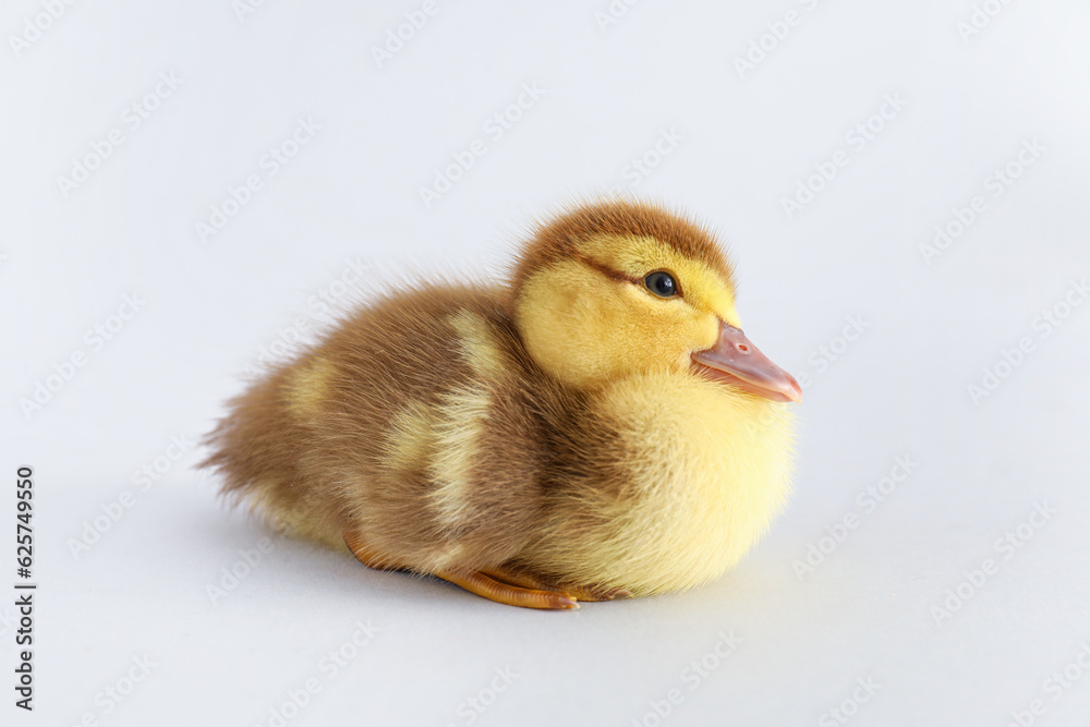 Cute duckling on grey background