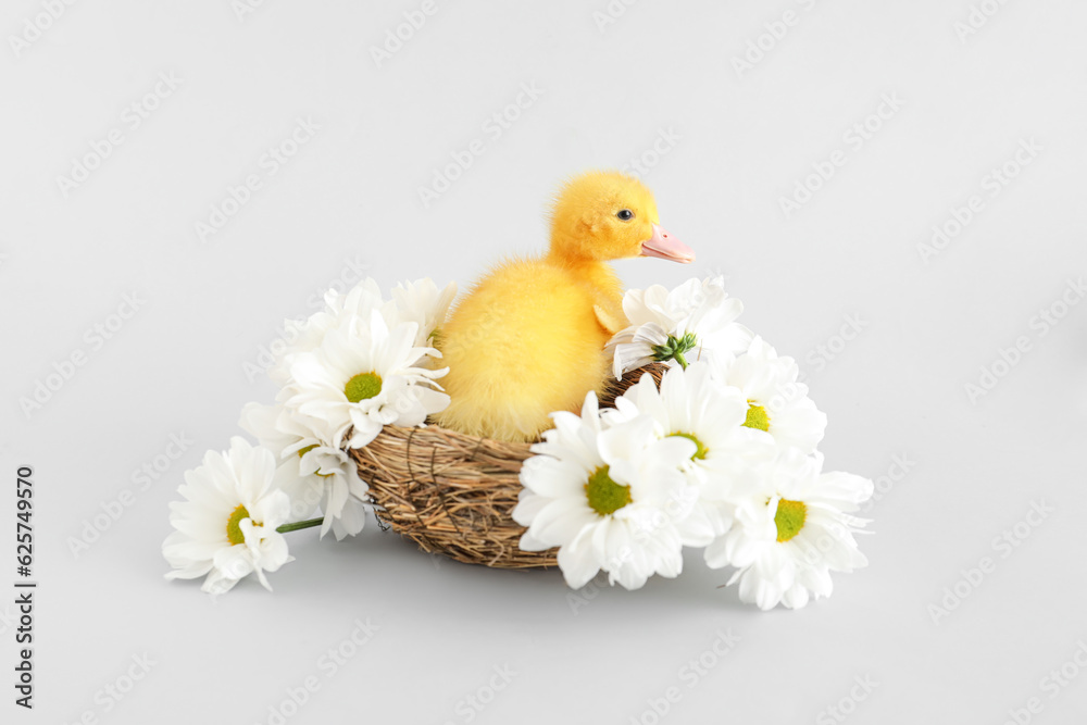 Cute duckling in nest and chamomile flowers on grey background