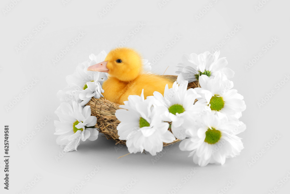 Cute duckling in nest and chamomile flowers on grey background