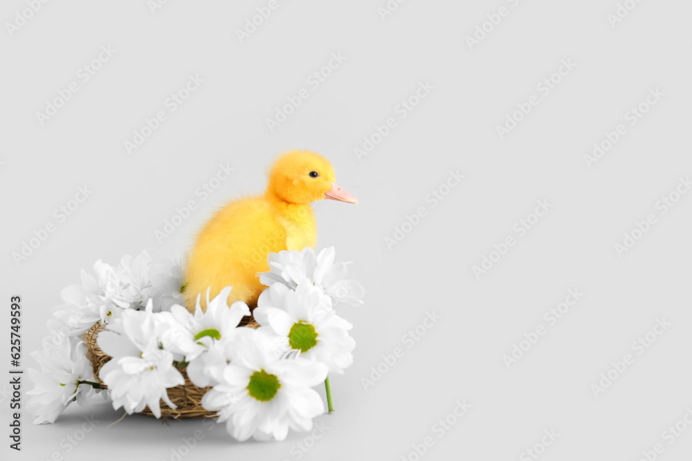 Cute duckling in nest and chamomile flowers on grey background