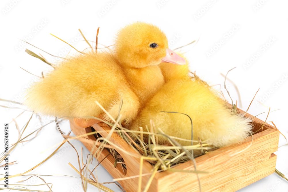 Wooden box with cute ducklings on white background