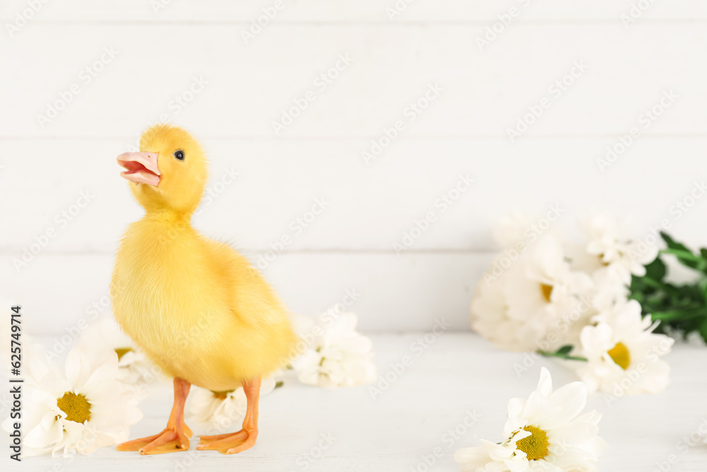 Cute duckling and chamomile flowers on white wooden background