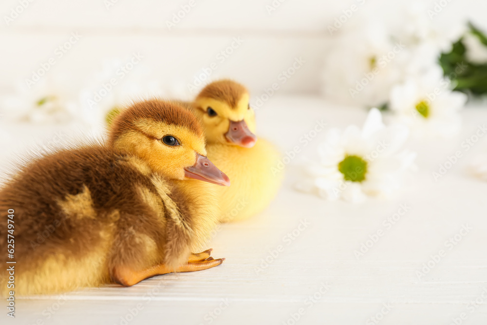 Cute ducklings and chamomile flowers on white wooden background