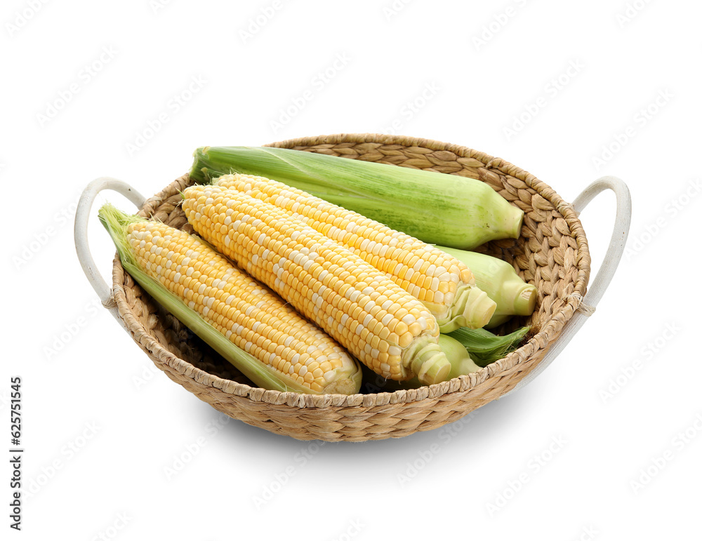 Wicker basket with fresh corn cobs on white background