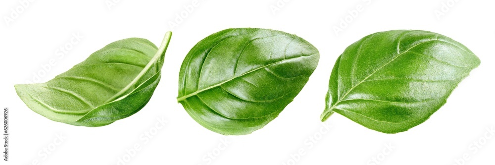 Basil leaves isolated on white background, collection