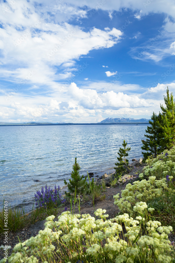 wild flower and yellow stone lake with cloudy blue sky in Yellowstone 