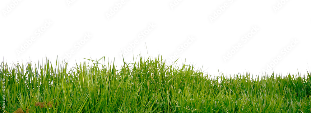 green grass on transparent background (png).