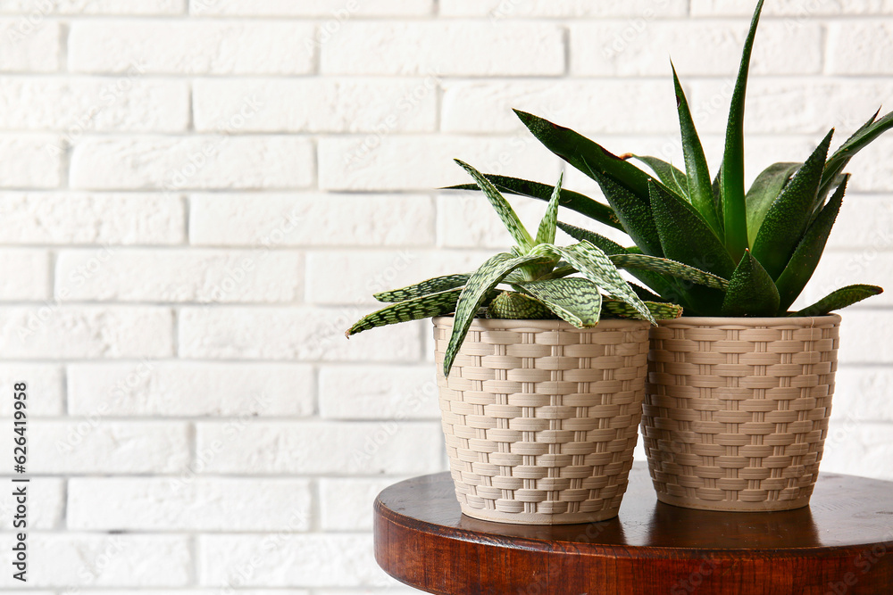 Green houseplants on table near white brick wall