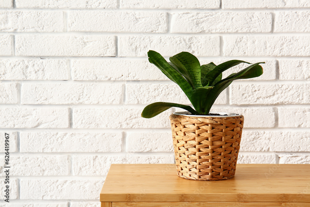 Green houseplant on shelf near white brick wall