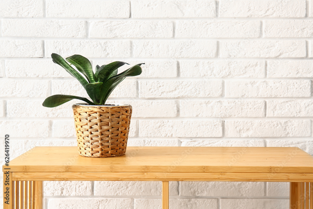 Green houseplant on shelf near white brick wall