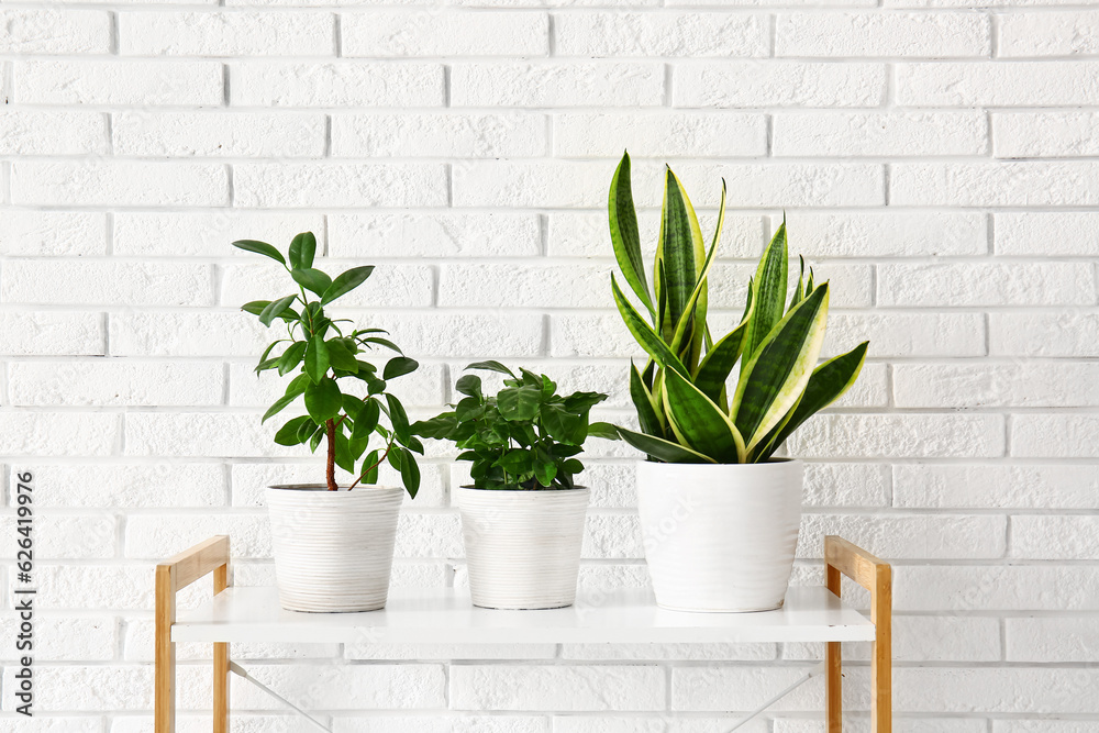 Green houseplants on shelf near white brick wall