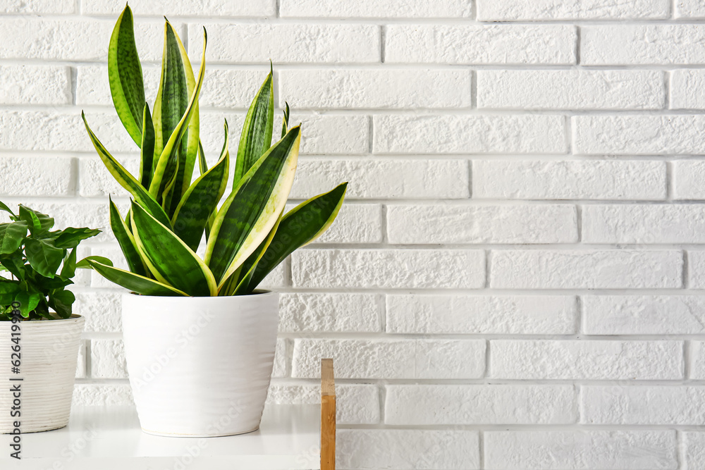 Green houseplants on shelf near white brick wall