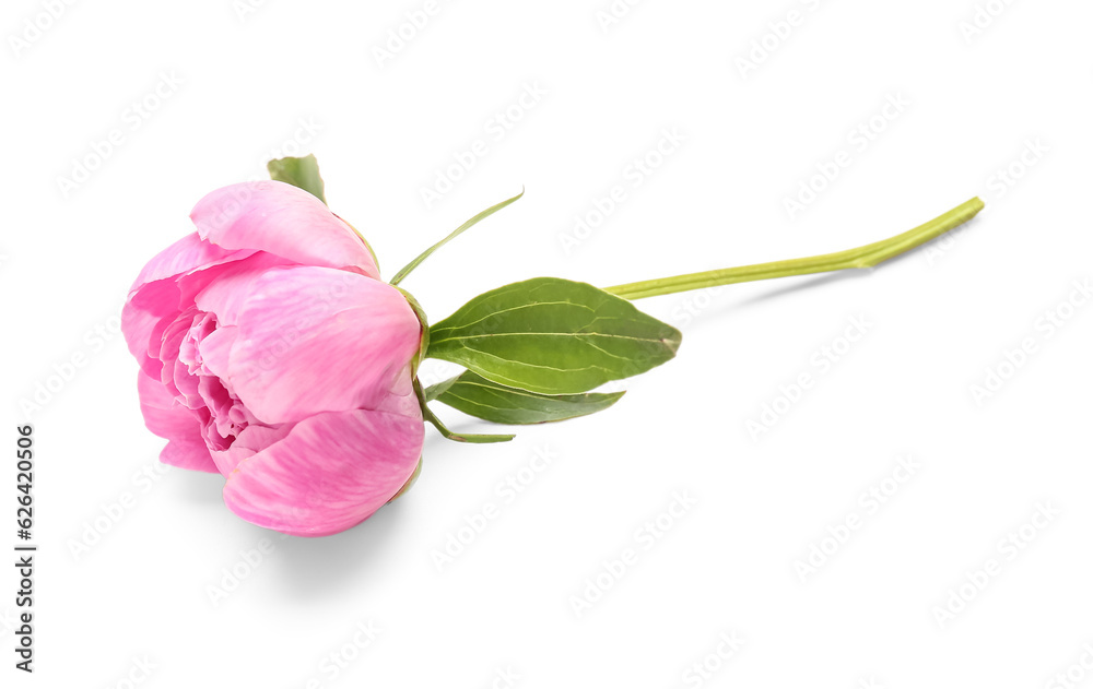 Beautiful pink peony flower isolated on white background