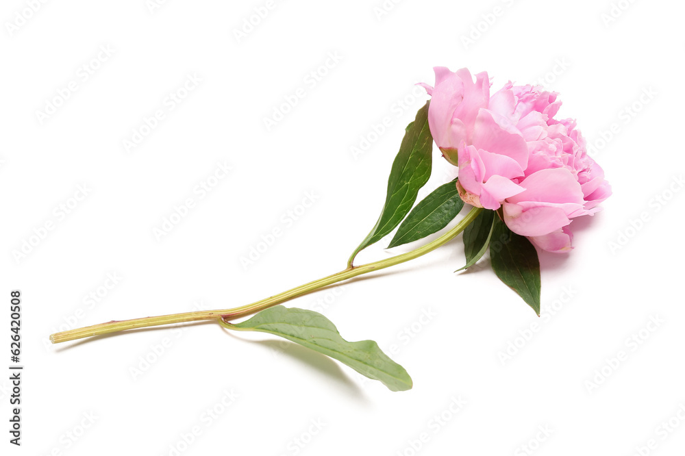 Beautiful pink peony flower isolated on white background