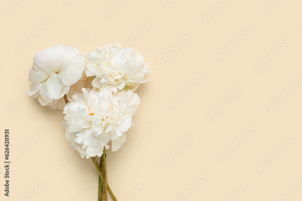 Beautiful white peony flowers on color background