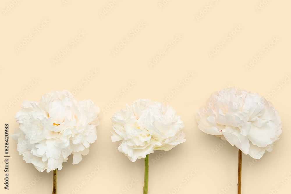 Beautiful white peony flowers on color background