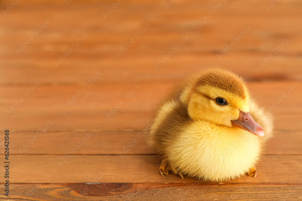 Cute duckling on wooden background