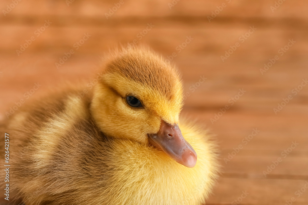 Cute duckling on wooden background