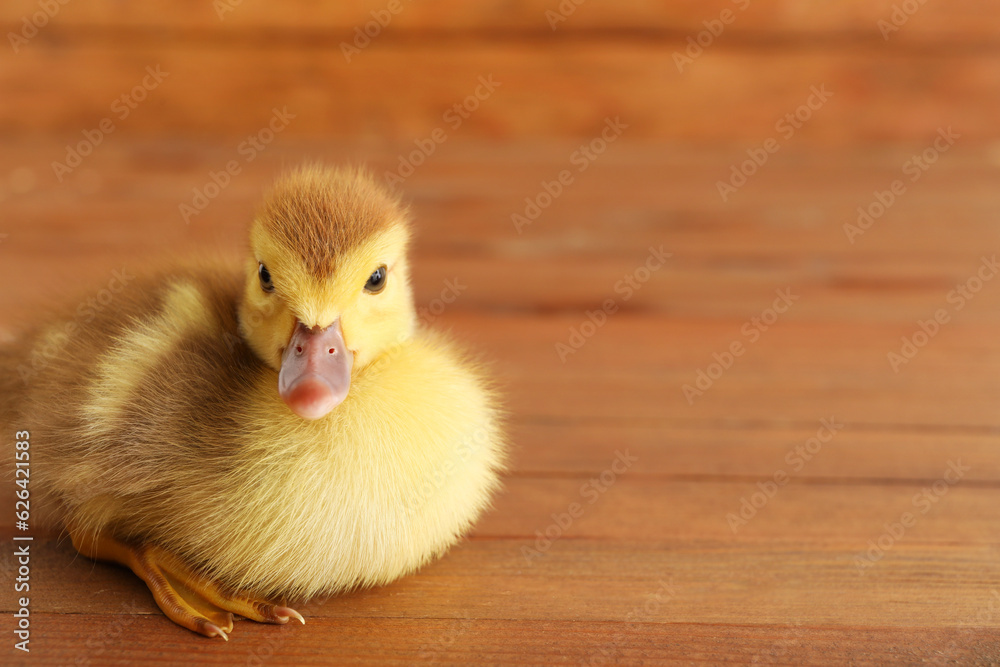 Cute duckling on wooden background