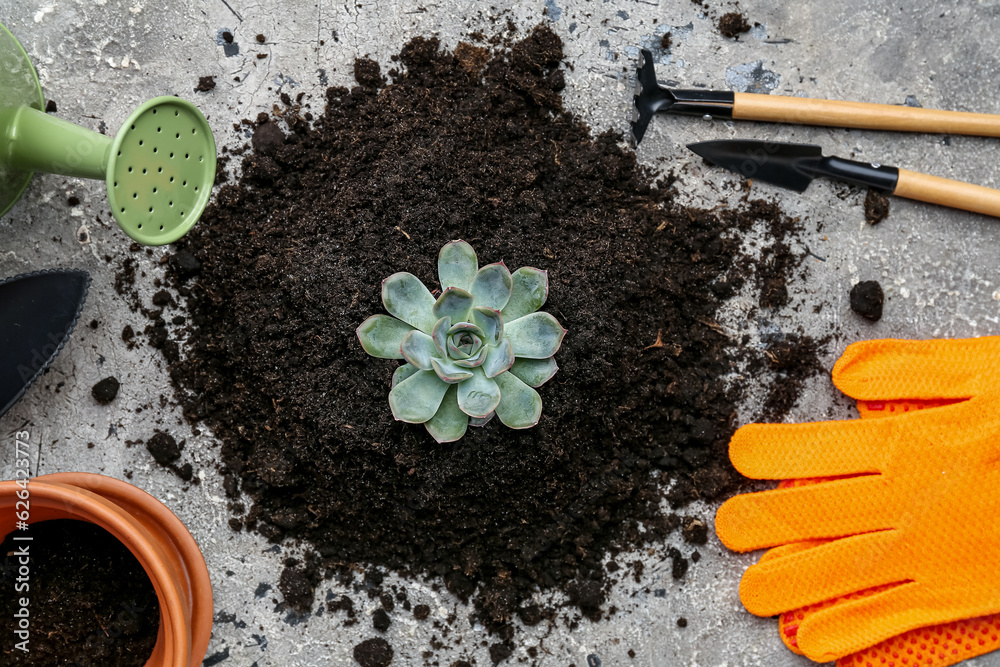 Succulent plant in soil with gardening tools on grey background