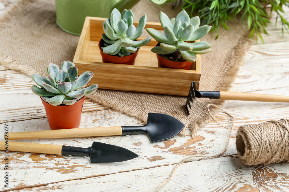 Gardening tools and succulent plants on white wooden background