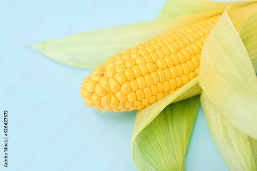 Fresh corn cob on blue background