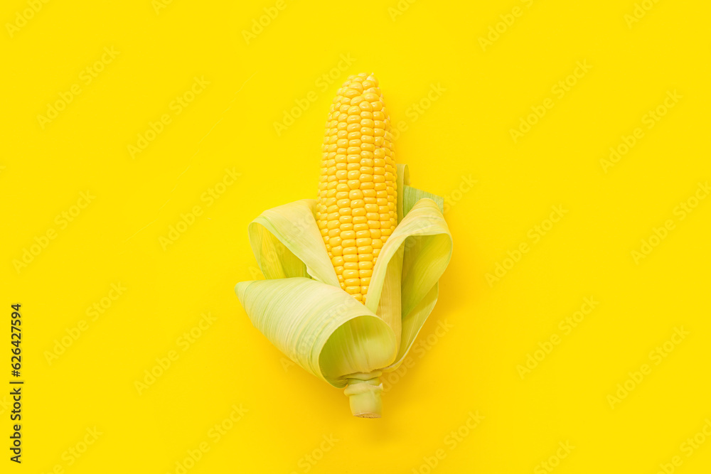 Fresh corn cob on yellow background