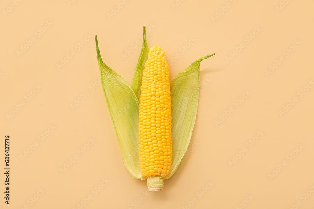 Fresh corn cob on beige background