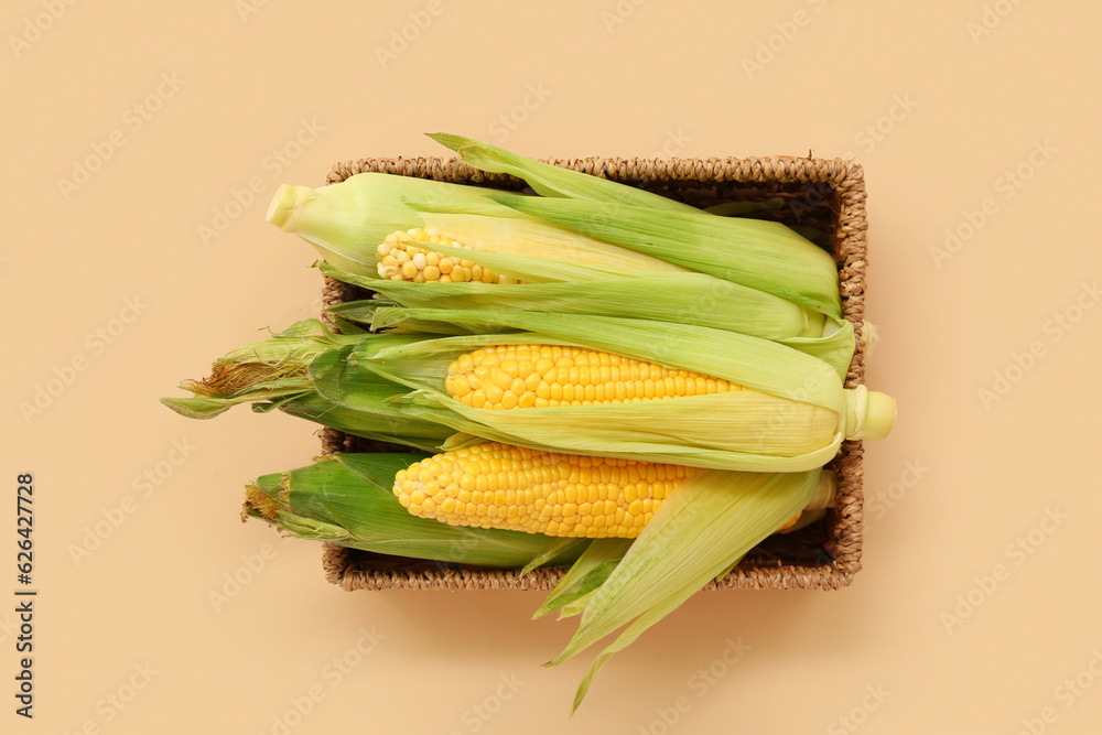 Wicker basket with fresh corn cobs on beige background