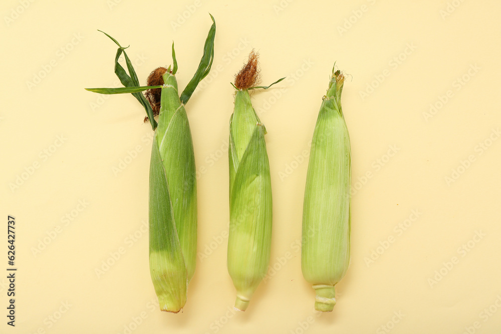 Fresh corn cobs on yellow background