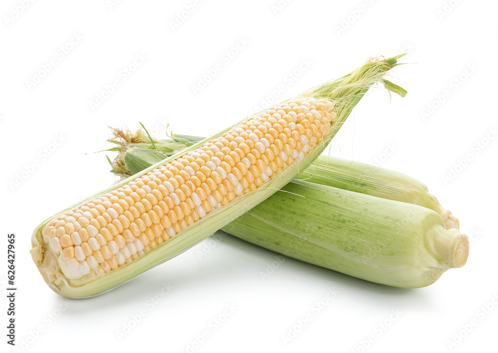 Fresh corn cobs on white background