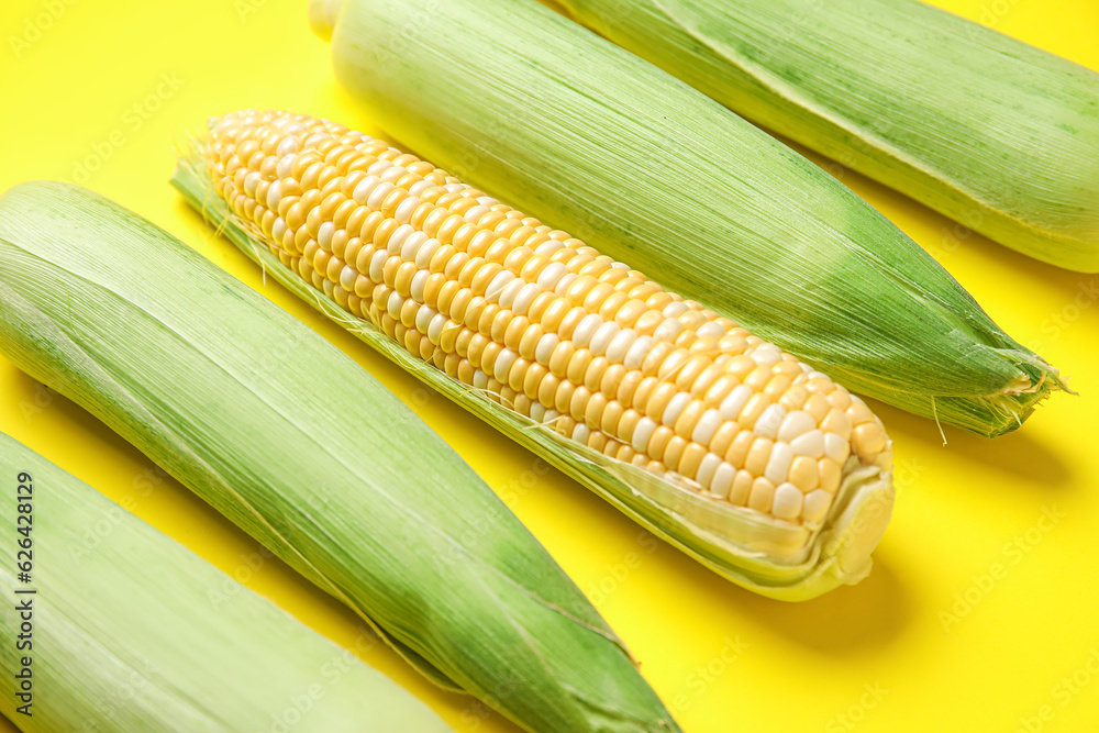 Fresh corn cobs on yellow background