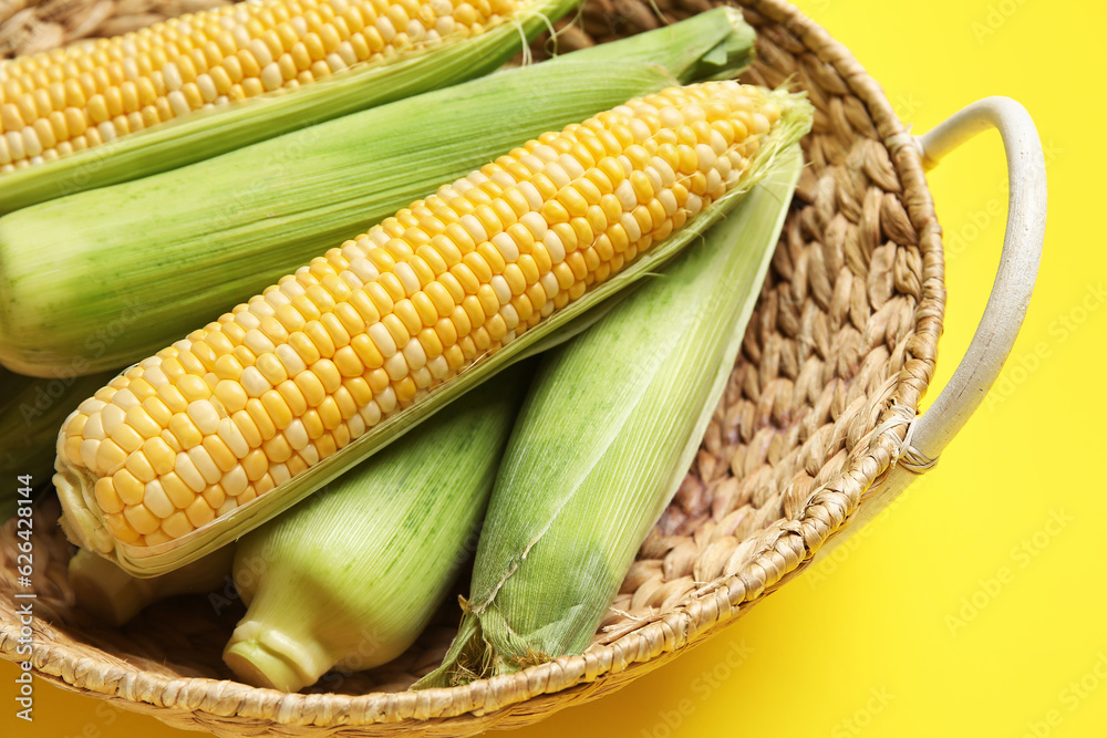 Wicker basket with fresh corn cobs on yellow background